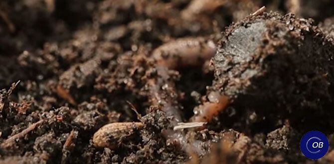 ��� ������������� �������� � ��������� ����� � ����������� ����