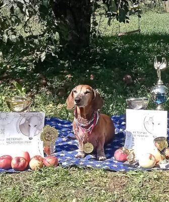 Чемпион такса Багира перенесла стерилизацию: опыт и советы владельцев