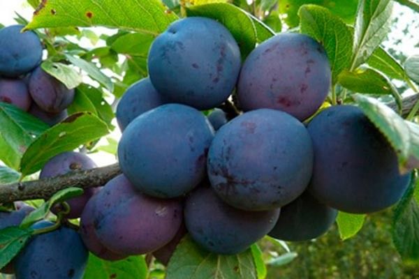 ��� ��������� ��������� �� ������ ������� ���������?