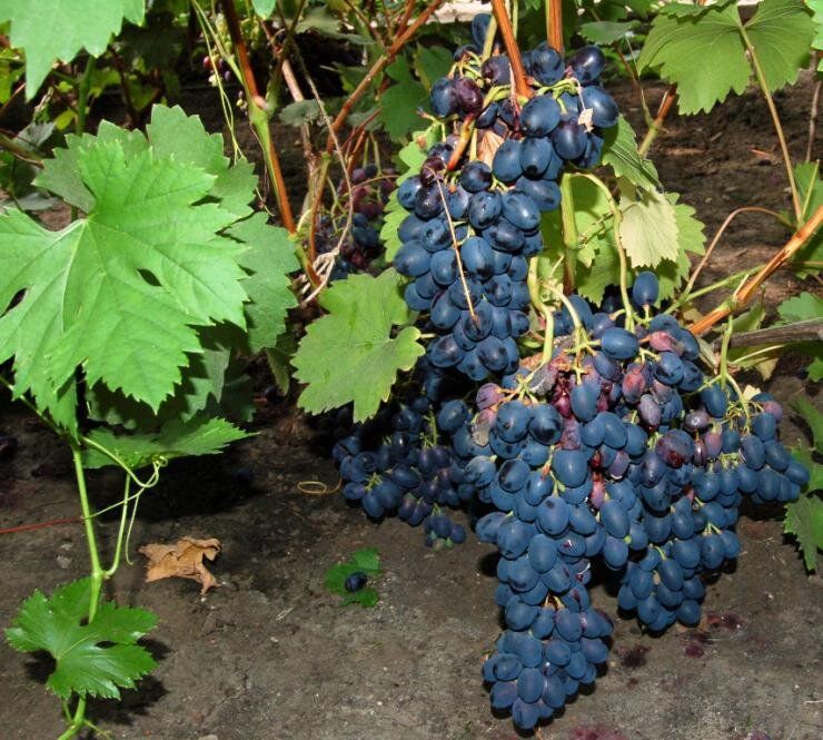 ���������� ��������� � ����: �������, ���������, �������