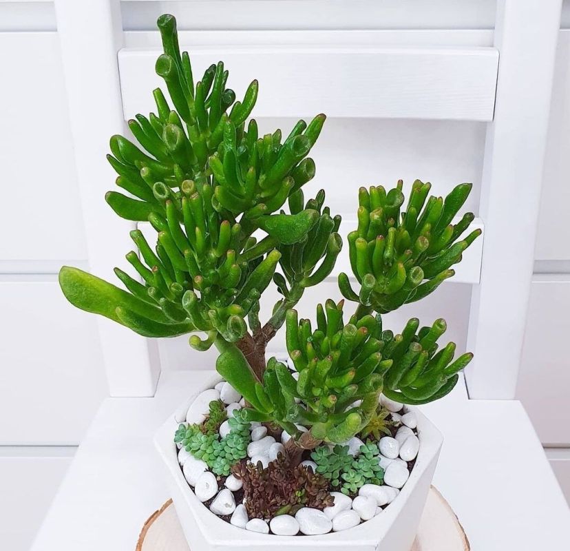 ��� ������� ������������ ������� ��������: ������ � �������