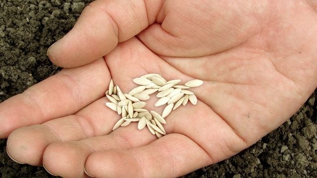 ��� �������� ������� ������� �������: ������� � ������