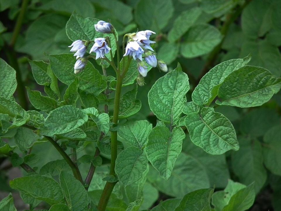 ������ ������������ ����� ������� � ��� � ���� ����������