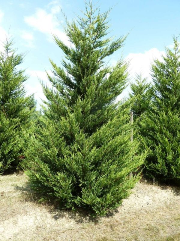 ������� � ��������: �������������� ������� ��� ������ ����