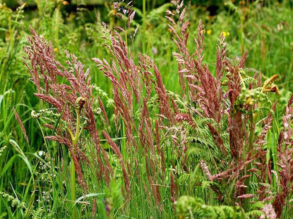 Овсяница красная: идеальное решение для газонов