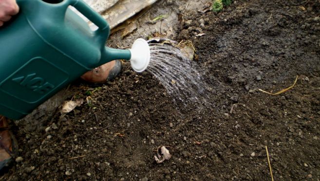 Как осень помогает предотвратить фитофтору