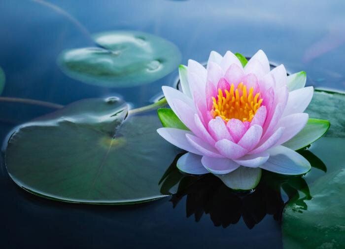 ������� �����: ��� ������� ��� ���� ��������� ��������