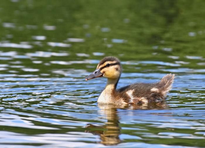 ��� ����������� ������ ���� � ����: ������ ������