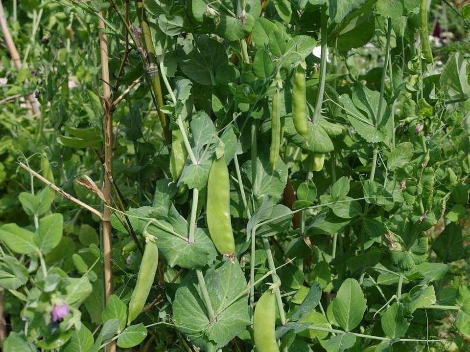 ����� �������� ������: ������� ��������� ������