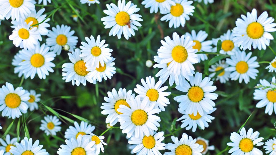 ������� �� �����: ��� ����� ����������� ������ � ������