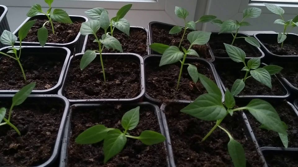 ������� �������� ��������� �����: ��� ������� �������