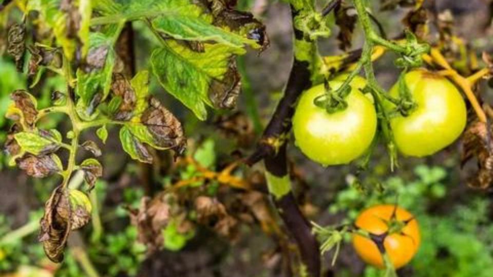 Как защитить томаты от фитофтороза: лучшие советы садоводов