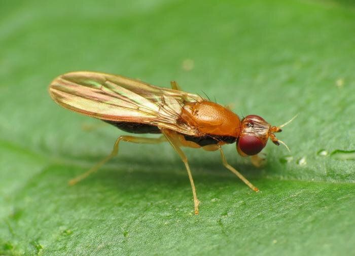 Как защитить свой урожай от морковной мухи: простые и эффективные методы